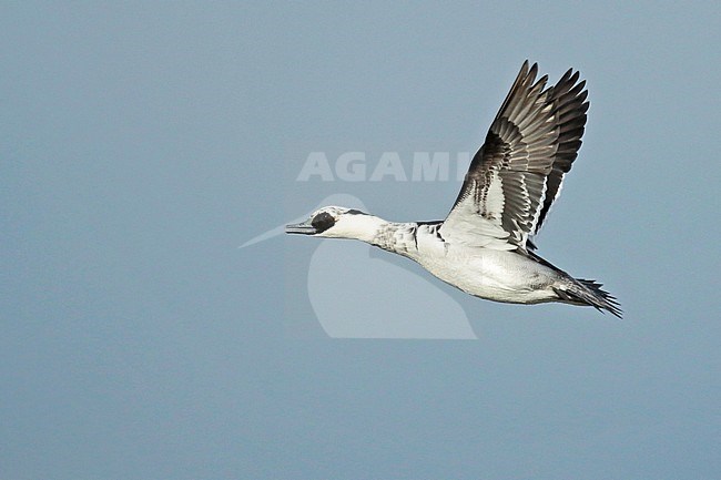 Smew (Mergellus albellus), second-winter in flight, seen from the side, showing under wing. stock-image by Agami/Fred Visscher,