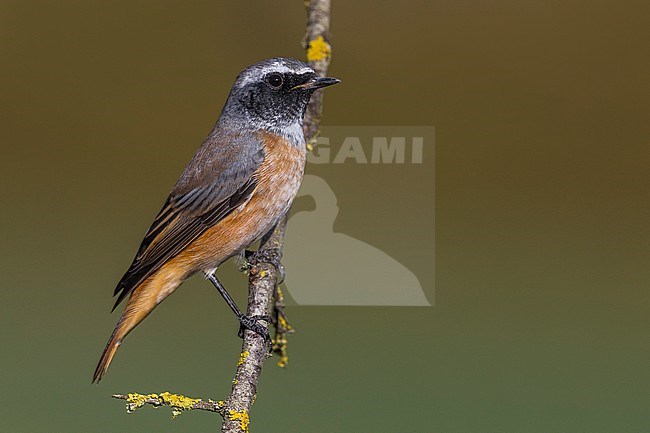 Worn adult male Common Redstart (Phoenicurus phoenicurus) during early autumn migration in Italy. stock-image by Agami/Daniele Occhiato,
