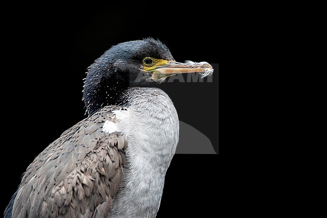 Pitt Shag (Phalacrocorax featherstoni), also known as the Pitt Island shag or Featherstone's shag, at the Chatham Islands, New Zealand. Portrait of an immature bird. stock-image by Agami/Marc Guyt,