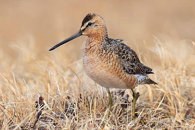 Long-billed Dowitcher (Limnodromus scolopaceus) taken the 15/06/2022 at Barrow - Alaska. stock-image by Agami/Nicolas Bastide,