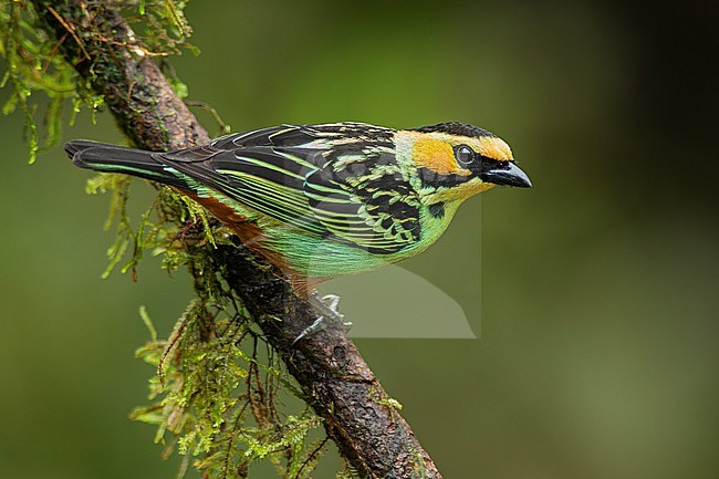 Golden-eared Tanager (Tangara chrysotis) perched on a branch in Cusco, Peru, South-America. stock-image by Agami/Steve Sánchez,