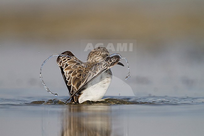 Broad-billed Sandpiper - SumpflÃ¤ufer - Limicola falcinellus, Oman, 2nd cy stock-image by Agami/Ralph Martin,