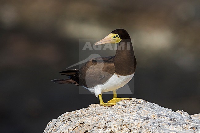 Bruine Gent op rots, Brown Booby on rock stock-image by Agami/Daniele Occhiato,