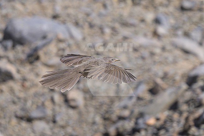 Arabian Babbler, Argya squamiceps, in flight. stock-image by Agami/Sylvain Reyt,