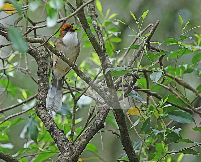Singing Rufous-crowned laughingthrush (Pterorhinus ruficeps) perched in a tree in Taiwan. stock-image by Agami/James Eaton,
