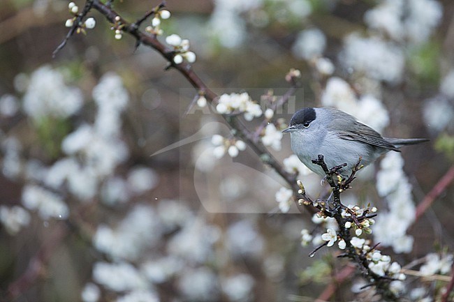 Blackcap (Sylvia atricapilla ssp. atricapilla), Germany (Baden-Württemberg), adult male stock-image by Agami/Ralph Martin,