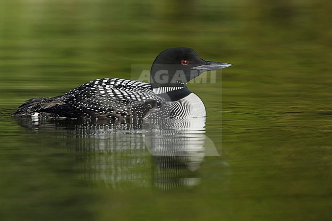 Adult Common Loon (Gavia immer) in breeding plumage on Lac Le Jeune, British Colombia in Canada. Swimming in a green colored freshwater mountain lake. stock-image by Agami/Brian E Small,