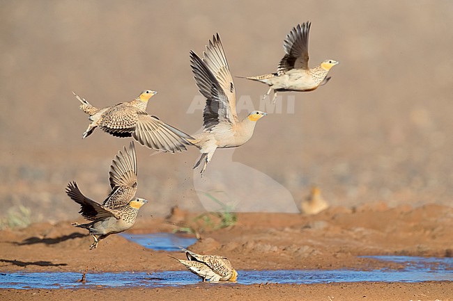 Spotted Sandgrouse (Pterocles senegallus), smal flock at take-off from a drinking pool in Morocco stock-image by Agami/Saverio Gatto,
