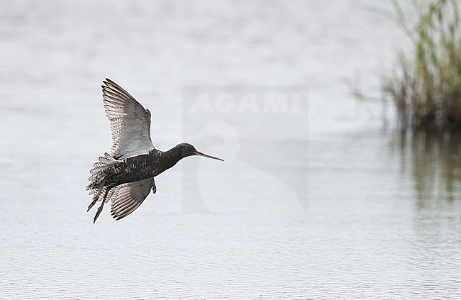 Spotted Redshank (Tringa erythropus) adult in flight at Vestamager, Denmark. stock-image by Agami/Helge Sorensen,
