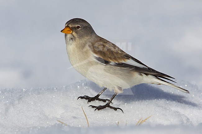 Sneeuwvink; Snowfinch; Montifringilla nivalis stock-image by Agami/Daniele Occhiato,