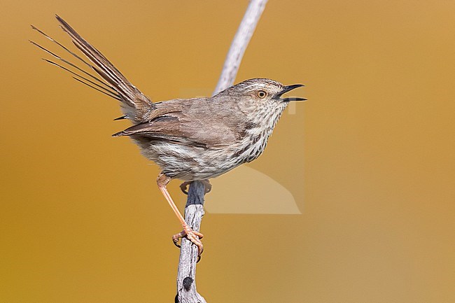 Karoo Prinia (Prinia maculosa), adult singing from a dead branch, Western Cape, South Africa stock-image by Agami/Saverio Gatto,