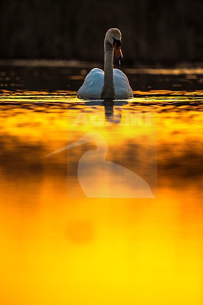 Mute Swan (Cygnus olor) swimming in a lake in the Danube delta in Romania. Photographed with backlight. stock-image by Agami/Oscar Díez,