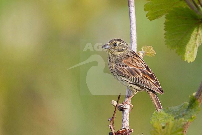 Adult female Cirl Bunting (Emberiza cirlus) in Germany. stock-image by Agami/Ralph Martin,