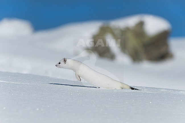 Stoat in the snow, Hermelijn tin de sneeuw stock-image by Agami/Alain Ghignone,