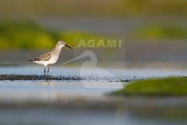 Curlew Sandpiper - Sichelstrandläufer - Calidris ferruginea, Oman, adult nonbreeding plumage stock-image by Agami/Ralph Martin,