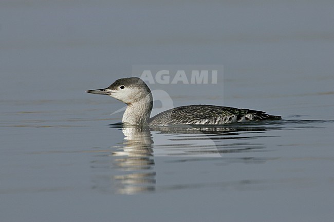 Zwemmende Rodkeelduiker, Swimming Red-throated Loon stock-image by Agami/Daniele Occhiato,
