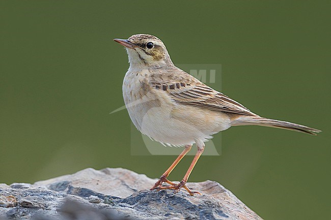 Adult Tawny Pipit (Anthus campestris) in Italy. stock-image by Agami/Daniele Occhiato,