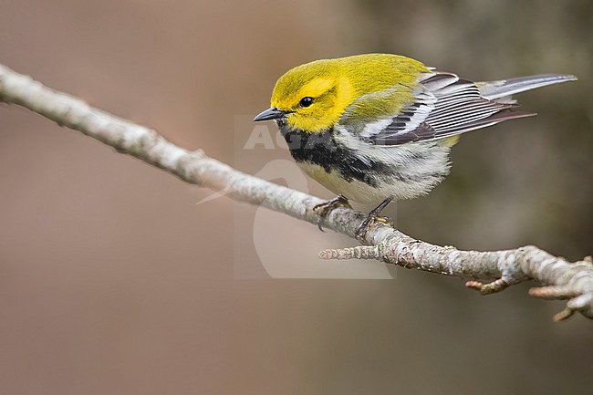 Black-throated Green Warbler (Setophaga virens) Perched on a branch in USA stock-image by Agami/Dubi Shapiro,