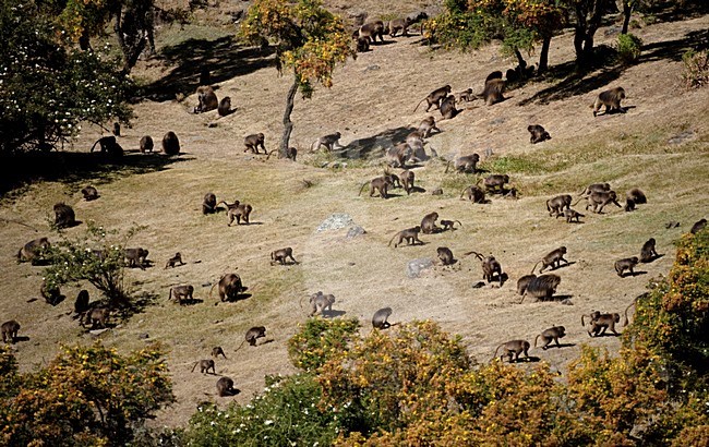 Gelada in het Simein gebergte; Gelada in Semien Mountains stock-image by Agami/Marten van Dijl,