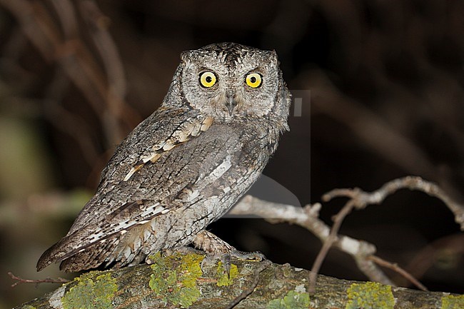 Eurasian Scops-Owl - Zwergohreule - Otus scops scops, Spain (Mallorca), adult stock-image by Agami/Ralph Martin,
