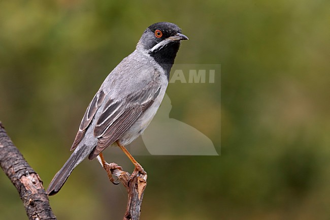 RÃ¼ppells Grasmus man op tak; RÃ¼ppells Warbler male on branch stock-image by Agami/Daniele Occhiato,
