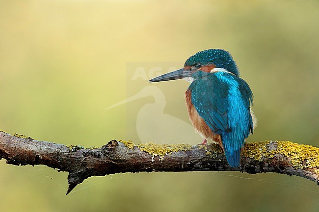Ijsvogel op tak; Kingfisheron branch stock-image by Agami/Walter Soestbergen,
