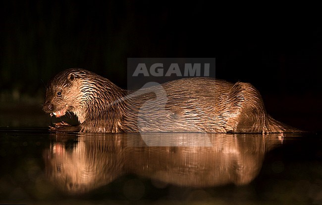 European Otter (Lutra Lutra) forging at night stock-image by Agami/Alain Ghignone,
