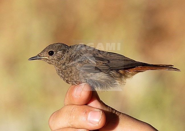 Juvenile Eastern Black Redstart (Phoenicurus ochruros semirufus) caught at ringing research station in northern Israel. stock-image by Agami/Yoav Perlman,