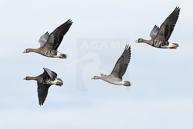 three adult and one first year greater white-fronted goose (anser albifrons) in flight during autumn migration, found at Fehmarn at the Baltic Sea stock-image by Agami/Mathias Putze,