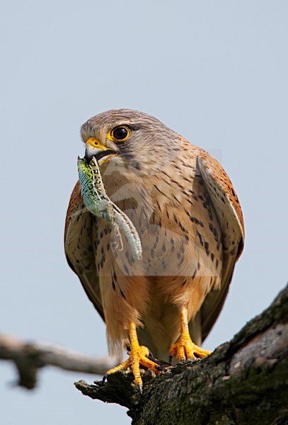 Volwassen mannetje Torenvalk met prooi; Adult male Common Kestrel with prey stock-image by Agami/Markus Varesvuo,