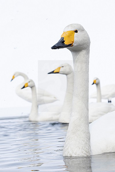 Whooper Swan (Cygnus cygnus) in winter surronding. stock-image by Agami/Marcel Burkhardt,