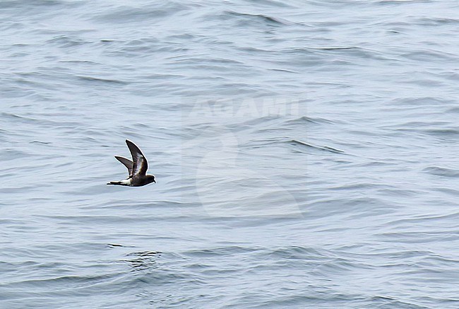 Recently described Pincoya Storm Petrel (Oceanites pincoyae) at sea off Chile. It is only from waters near Chiloé Island (Reloncavi Sound and the Chacao Channel), Chile. stock-image by Agami/Dani Lopez-Velasco,