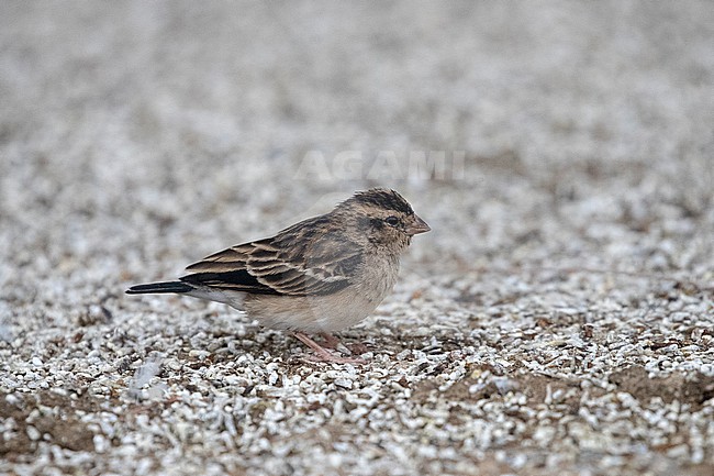 Female Village Indigobird (Vidua chalybeata ultramarina) foraging on the ground near Hargeisa, Somaliland. stock-image by Agami/David Monticelli,
