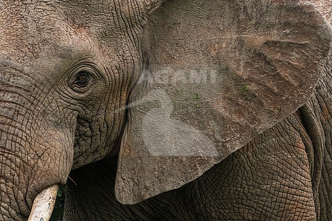 Close up potrait of an African elephant, Loxodonta africana. Voi, Tsavo, Kenya stock-image by Agami/Sergio Pitamitz,