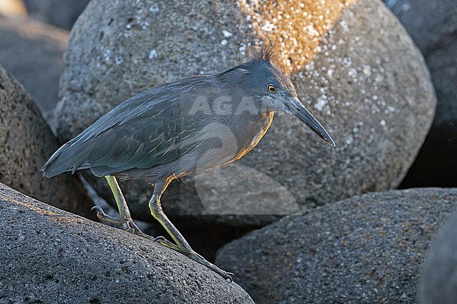 Adult Lava heron (Butorides sundevalli) on the Galapagos Islands, part of the Republic of Ecuador. stock-image by Agami/Pete Morris,