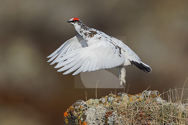 Rock Ptarmigan (Lagopus muta islandorum), side view of an individual at take-off, Northeastern Region, Iceland stock-image by Agami/Saverio Gatto,
