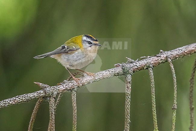 Adult male Common Firecrest (Regulus ignicapilla ignicapilla) perched on a pine tree in Watermael-Boitsfort, Brussels, Berbant, Belgium. stock-image by Agami/Vincent Legrand,