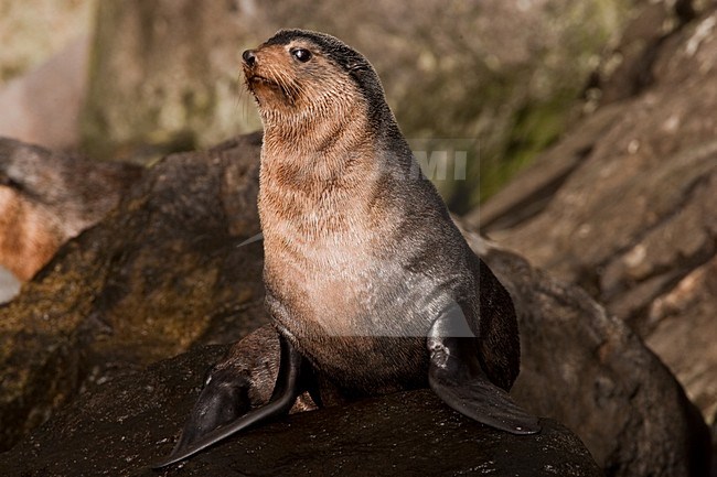 Subantarctische zeebeer op rotsen, Subantarctic Fur seal on rocks stock-image by Agami/Menno van Duijn,