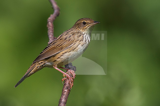 Kleine Sprinkhaanzanger; Lanceolated Warbler; Locustella lanceolata stock-image by Agami/Daniele Occhiato,