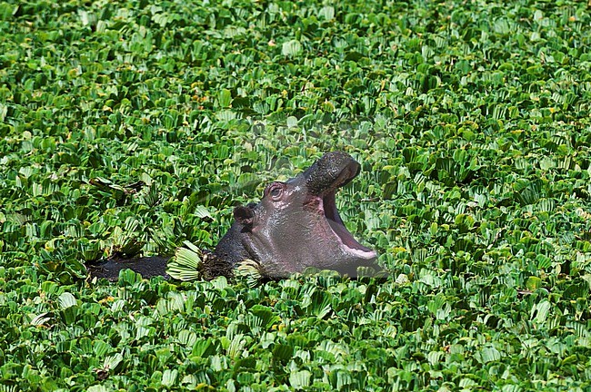 A baby hippopotamus, Hippopotamus amphibius, yawning in a water pool filled with aquatic plants. Masai Mara National Reserve, Kenya. stock-image by Agami/Sergio Pitamitz,