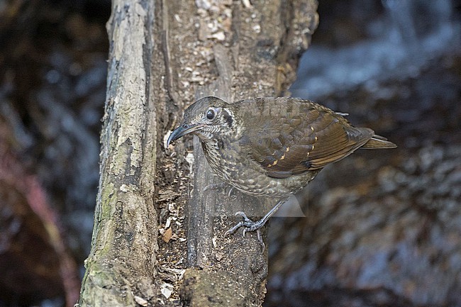 Dark-sided Thrush, Zoothera marginata, in Thailand. stock-image by Agami/Pete Morris,