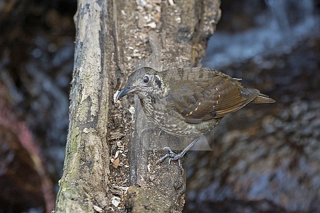 Dark-sided Thrush, Zoothera marginata, in Thailand. stock-image by Agami/Pete Morris,