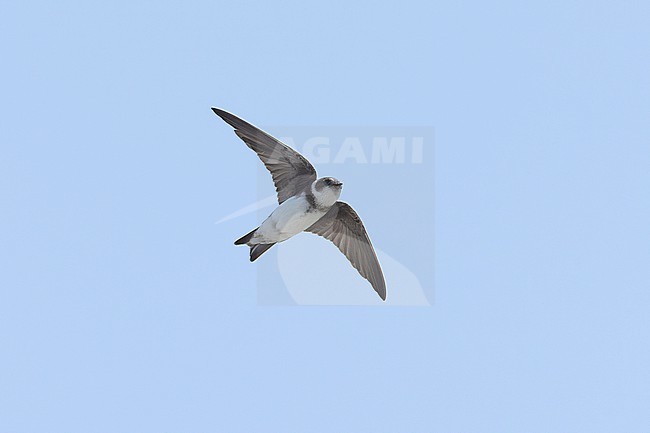 Sand Martin (Riparia riparia) in flight. stock-image by Agami/David Monticelli,