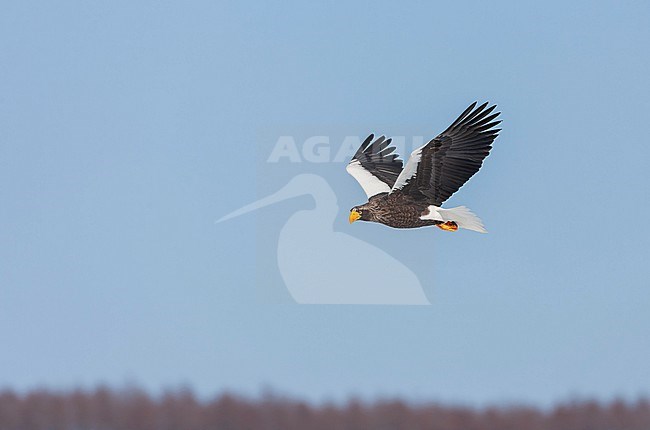Wintering Steller's Sea Eagle (Haliaeetus pelagicus) on the island Hokkaido in Japan. stock-image by Agami/Marc Guyt,