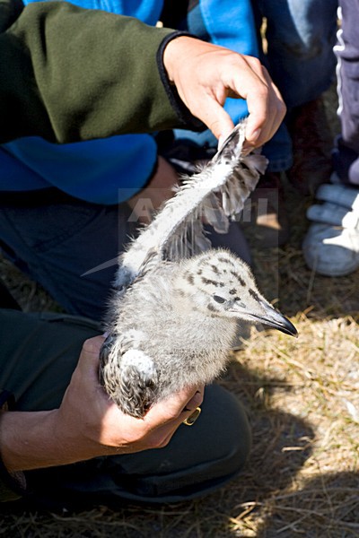 Donsjong van Zilvermeeuw; Chick of Herring Gull stock-image by Agami/Marc Guyt,