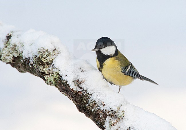 Koolmees in winterse setting; Great Tit (Parus major) in cold setting stock-image by Agami/Marc Guyt,