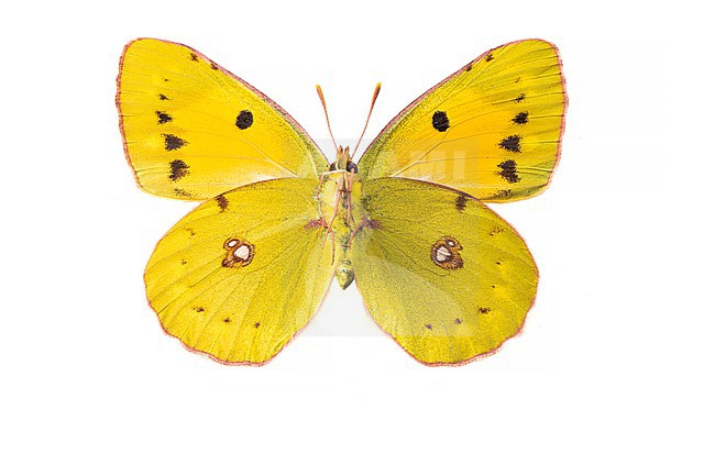 Oranje luzernevlinder, Clouded Yellow, Colias croceus stock-image by Agami/Wil Leurs,