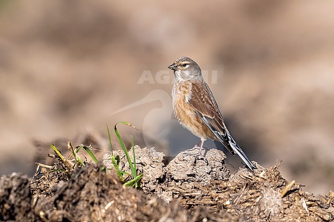 First summer Common Linnet (Linaria cannabina cannabina) sitting on the soil of agricultural field in Leefdael, Bertem, Vlaamse Brabant, Belgium. stock-image by Agami/Vincent Legrand,