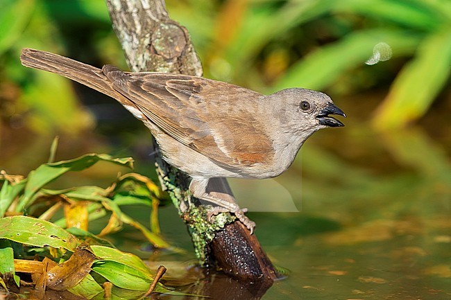 Southern Grey-headed Sparrow (Passer diffusus), adult in breeding plumage drinking in a pool, Mpumalanga, South Africa stock-image by Agami/Saverio Gatto,