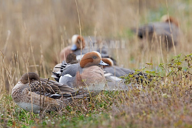 Smient groep rustend; Eurasian Wigeon group resting stock-image by Agami/Daniele Occhiato,